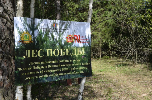 Ивановская область стала участницей акции «Лес Победы»