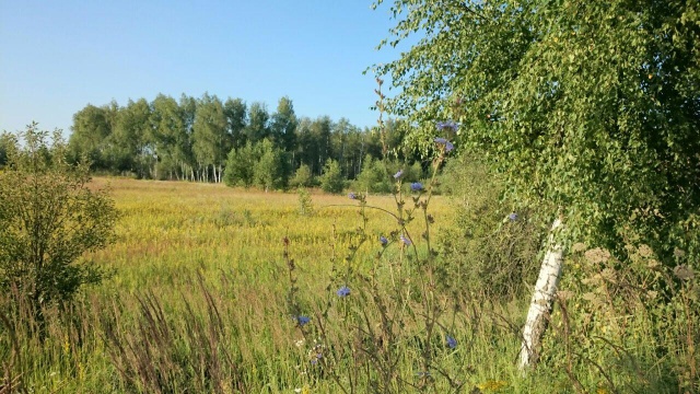 В Иванове обсуждается создание «зелёного пояса» вокруг областного центра
